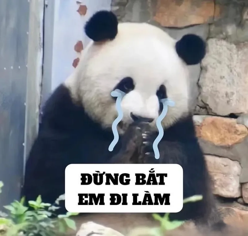 Mê hoặc với meme gấu trúc tức giận siêu biểu cảm
