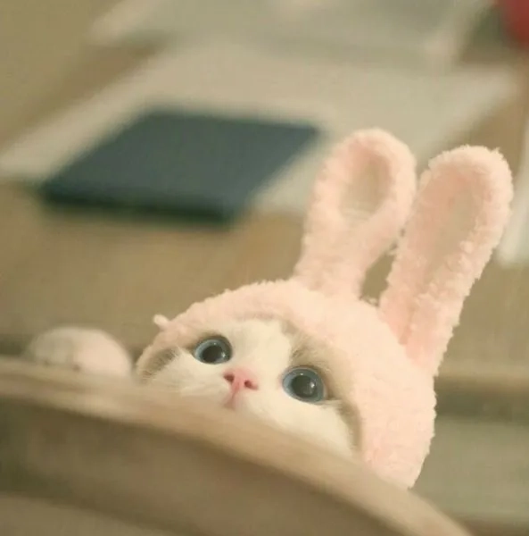 Cập nhật avt cặp con mèo siêu yêu