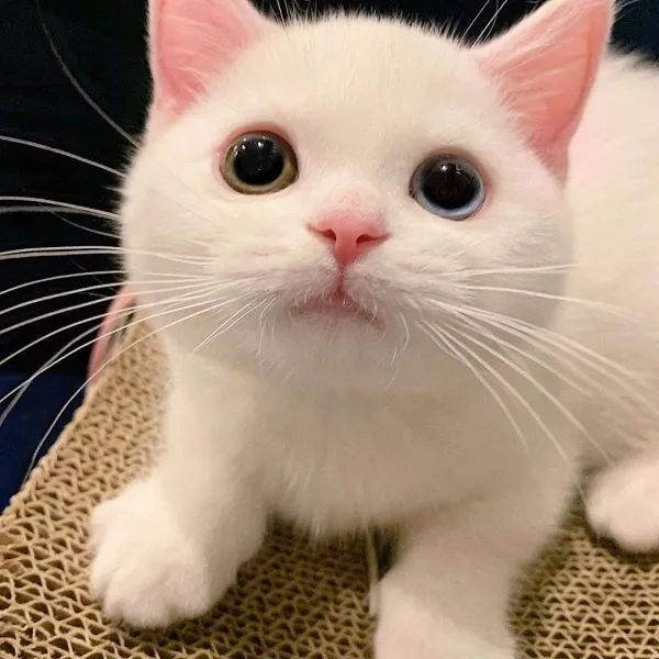 Sở hữu ngay con mèo avatar cực xinh