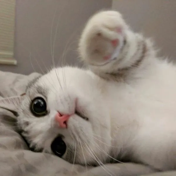 Lưu ngay avt mèo hot trend