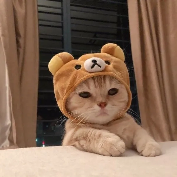 Khám phá ngay mèo avatar dễ thương