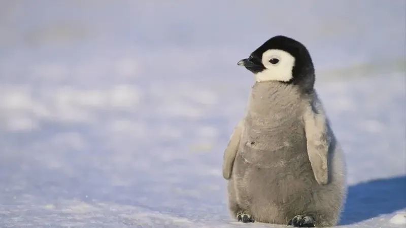 Tìm ngay hình cánh cụt độc đáo