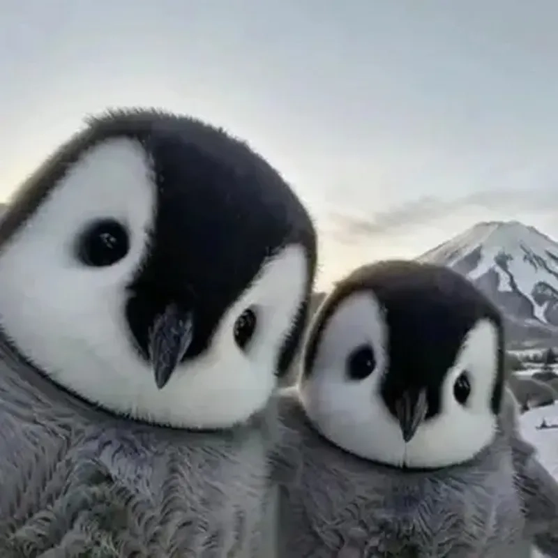 Cùng tìm cánh cụt dễ thương