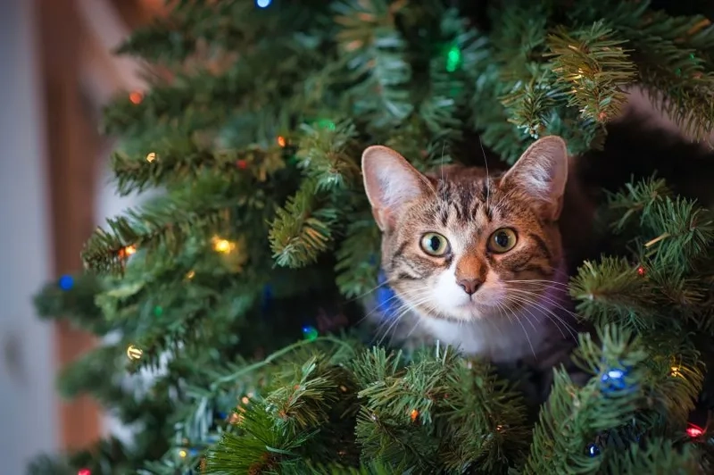 Ngắm nhìn hình nền christmas đẹp rực rỡ