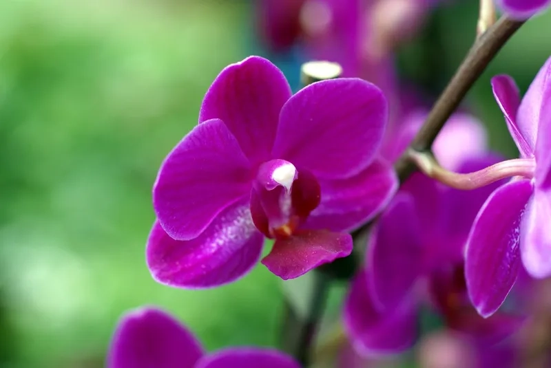 Tải về hình nền hoa màu tím lung linh huyền ảo