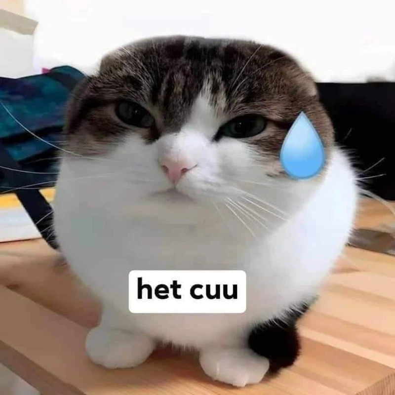 Đừng quên tải ngay hình nền meme hết cứu cực bá