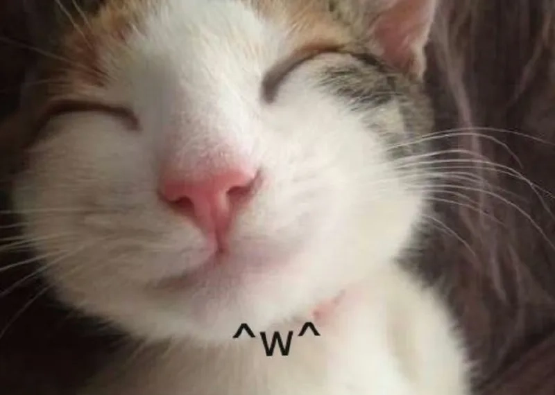 Tấu hài max level cùng hình nền mèo meme bựa bá đạo