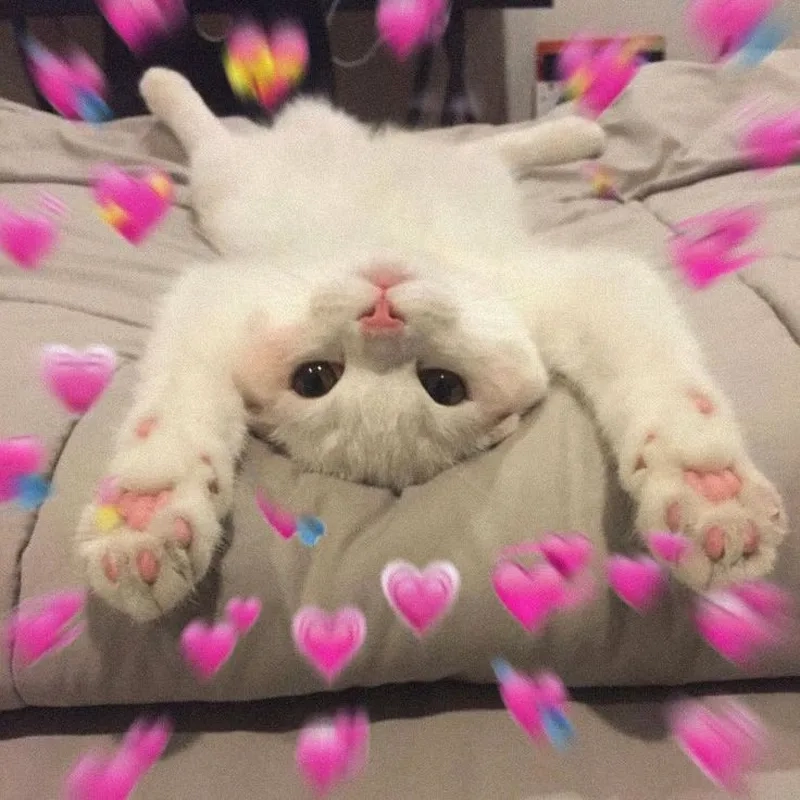 Loopy siêu hài hước xuất hiện trong hình nền loopy meme