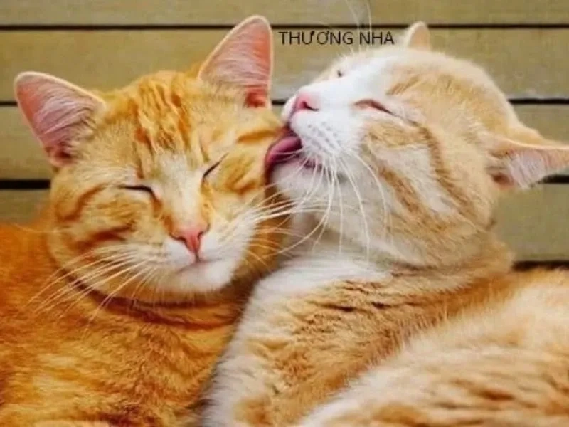 Gửi ngay thương thương meme an ủi cho đứa thất tình