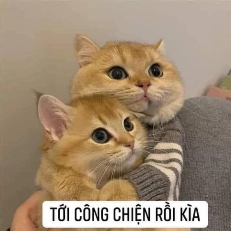 Ngày tệ nhất cũng dịu lại nhờ meme an ủi mèo