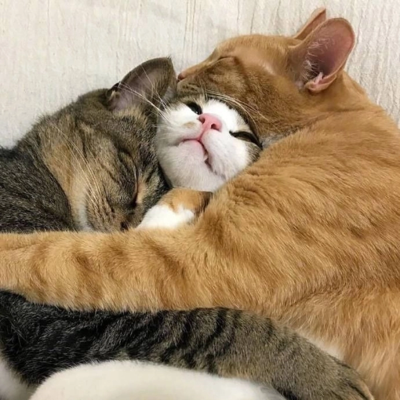 Tan chảy con tim với meme mèo ôm an ủi