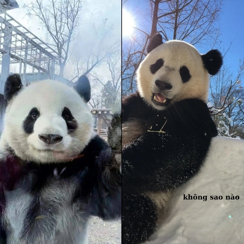 Không cười không lấy tiền với meme an ủi hài hước