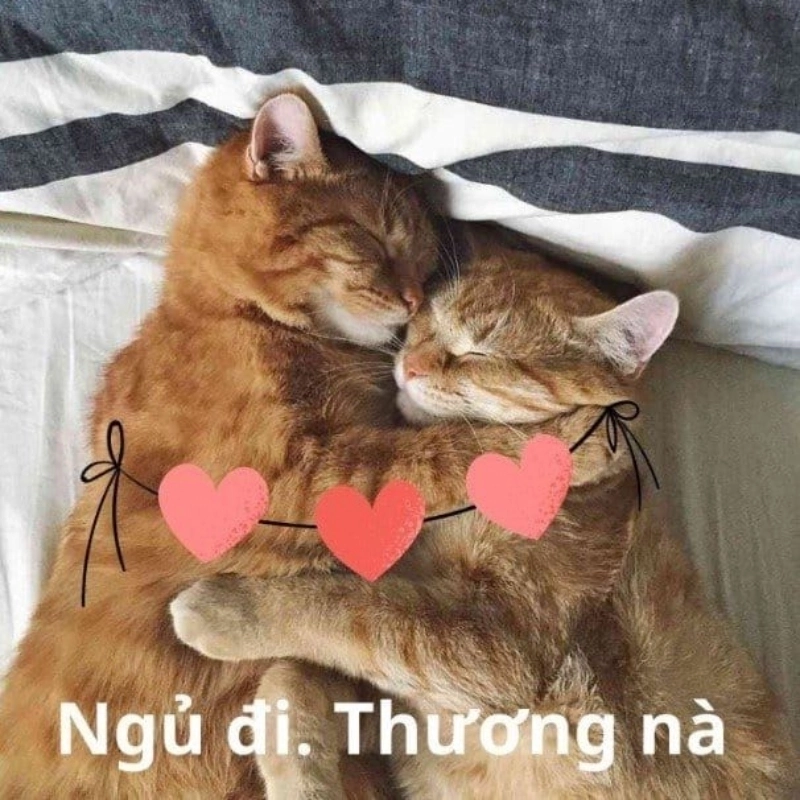 Cái ôm từ meme con mèo an ủi khiến ai cũng thấy ấm lòng
