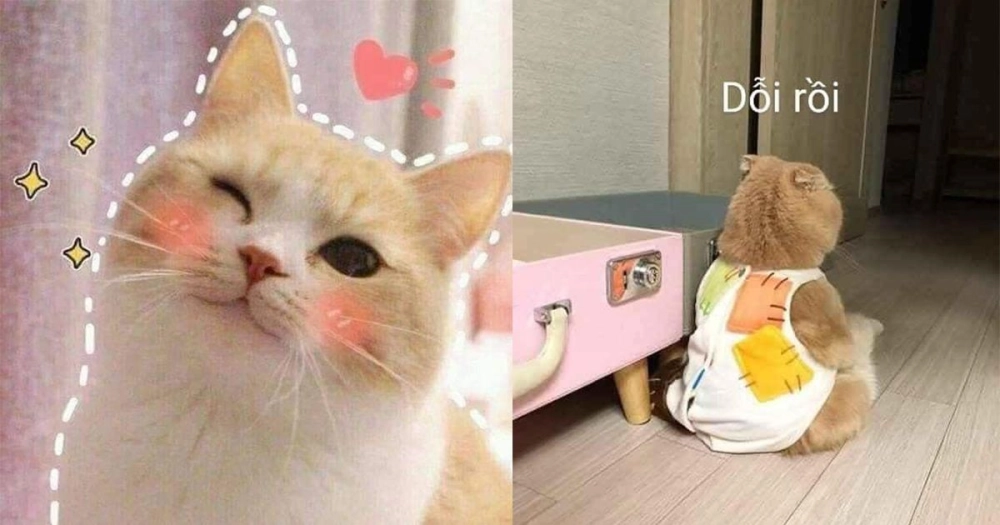 Cười nghiêng ngả với meme mèo cute siêu hài