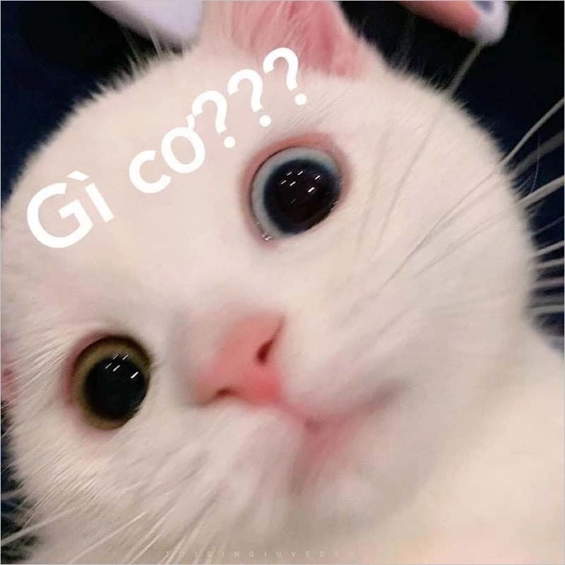 Bộ siêu tập siêu dễ thương meme mèo dễ thương