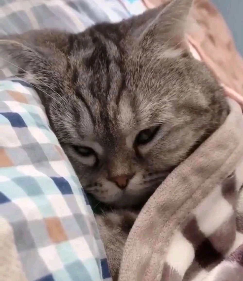 Đáng yêu quá trời với meme cute mèo siêu lầy