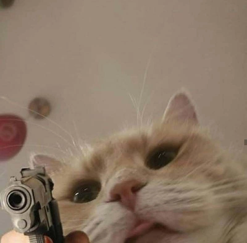 Cả thế giới gói gọn trong hình mèo cute meme