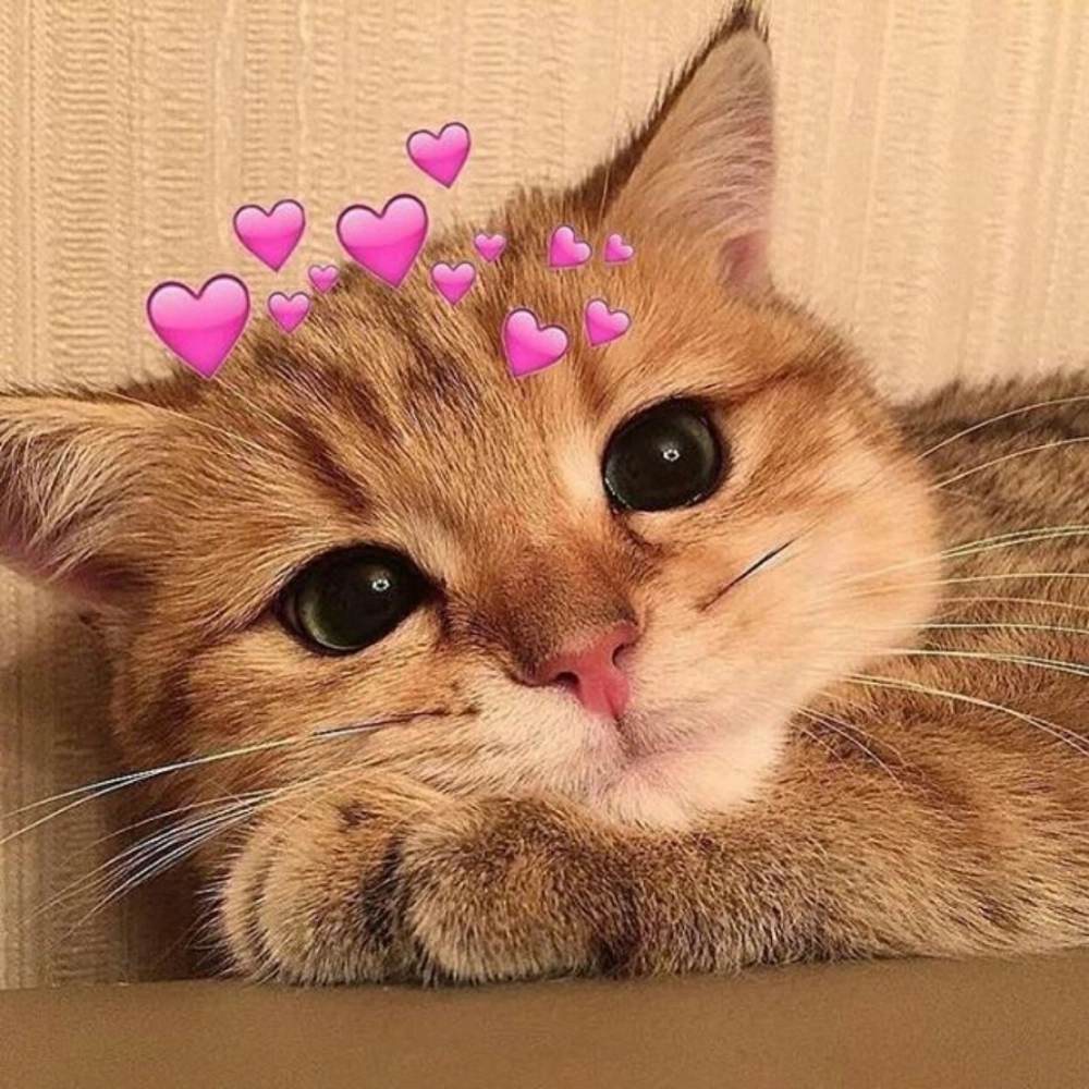 Đảm bảo cười quên lối về với hình mèo hài hước cute