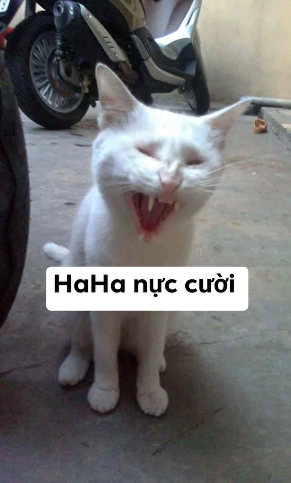 Mềm tim với loạt hình mèo khóc cute đáng yêu
