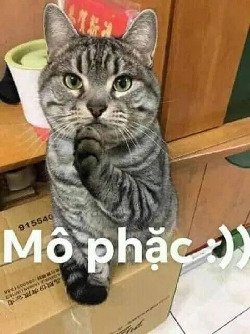 Đắm chìm trong sự dễ thương của cute meme mèo cute cười
