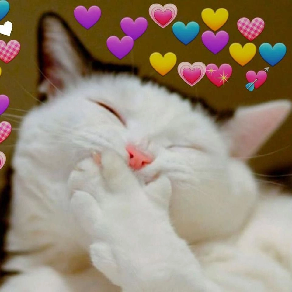 Cười sảng khoái với bựa cute meme mèo cười cực bựa