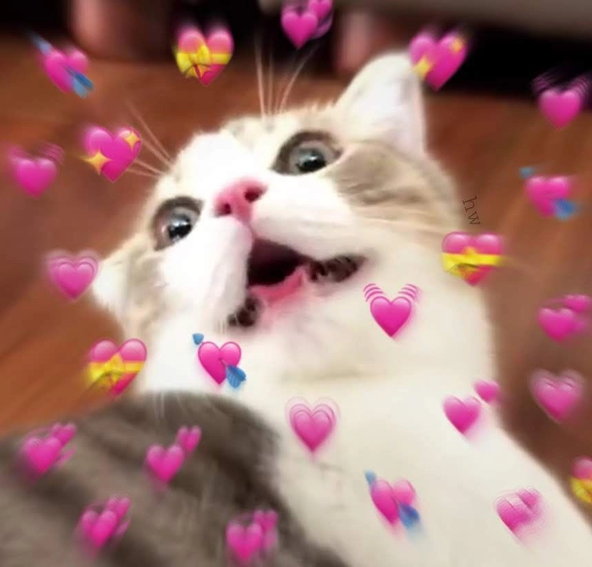Hài hước đến không ngờ với há mồm cute meme mèo cười