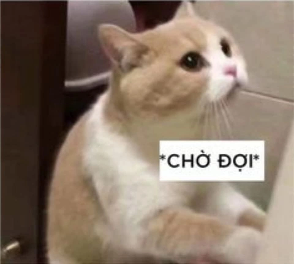 Cười ra nước mắt cùng meme mèo cute khóc bá đạo