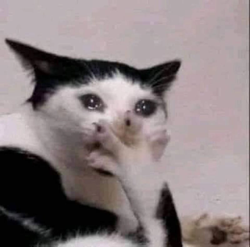 Thấy là muốn ôm ngay khóc meme mèo cute