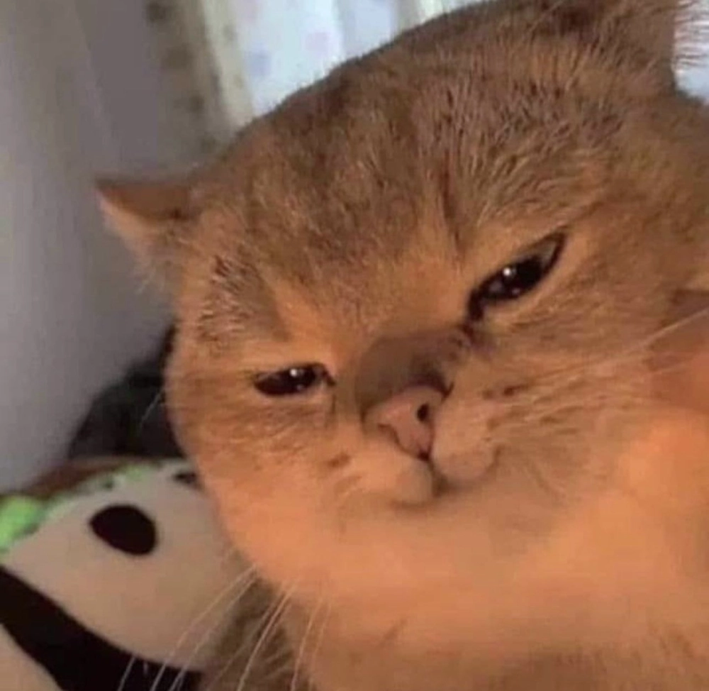 Bùng nổ cảm xúc với meme mèo cute cười cực chất