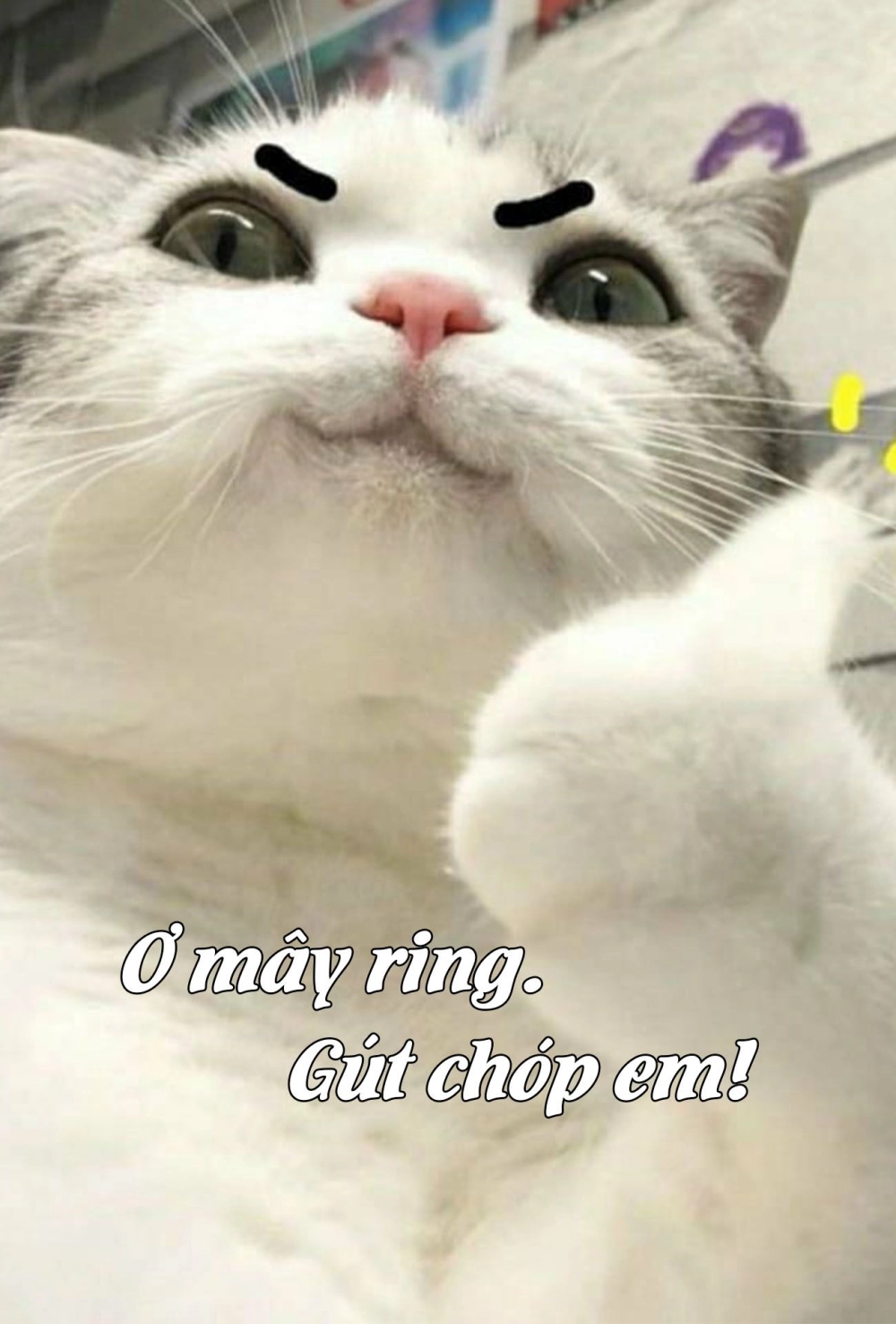 Cưng xỉu với hình mèo cute bựa bá đạo