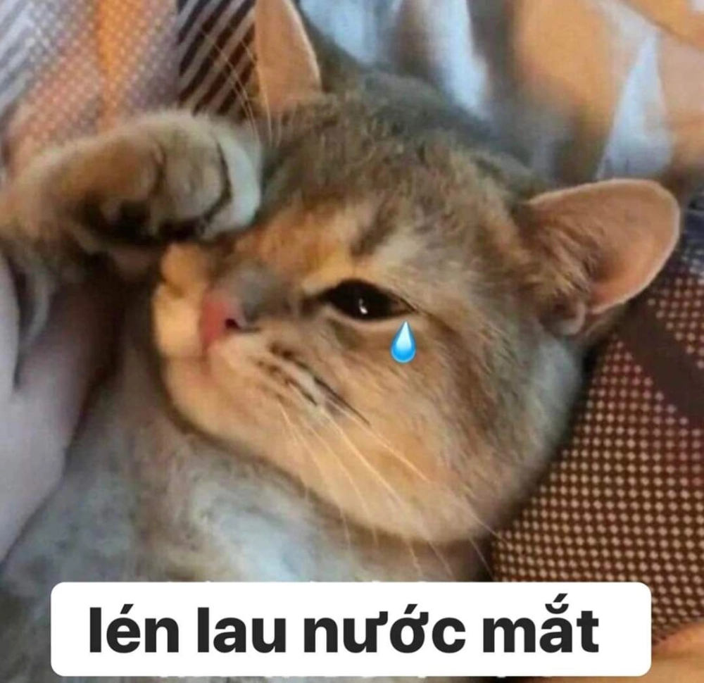 Cảm xúc dâng trào cùng ảnh mèo cute khóc