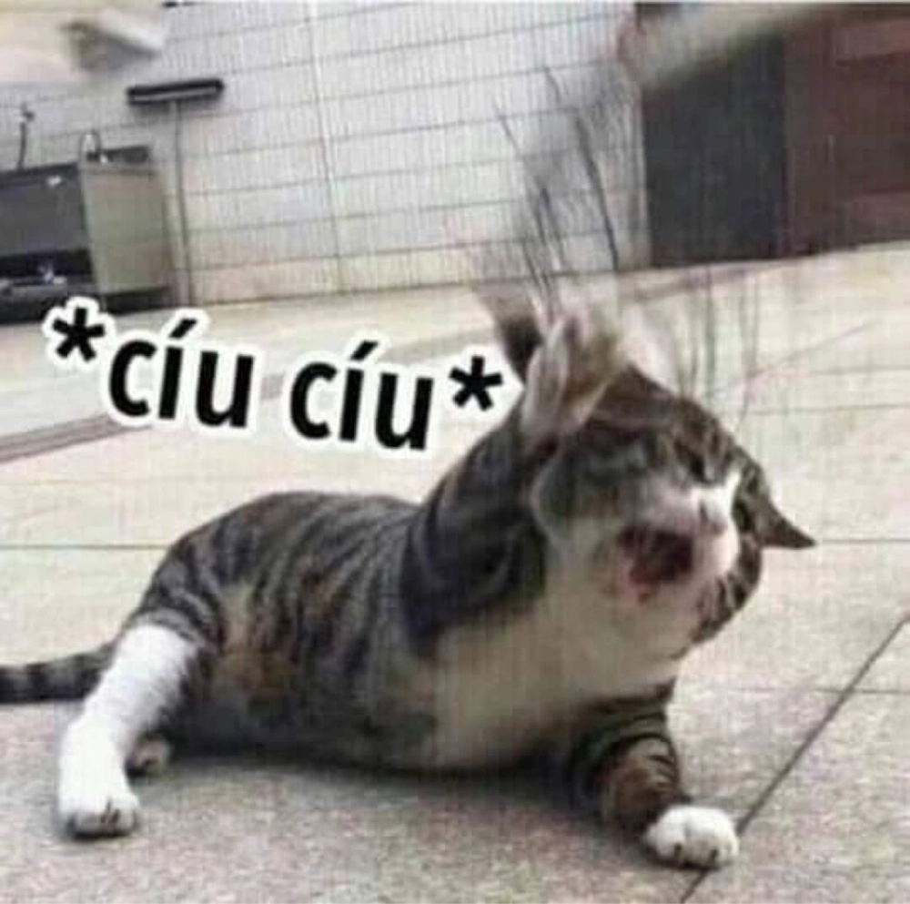 Nhìn là yêu ngay ảnh mèo giận cute đáng yêu
