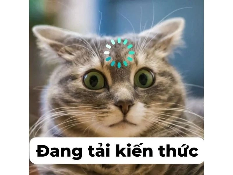 Dễ thương không đỡ nổi với ảnh mèo buồn cute