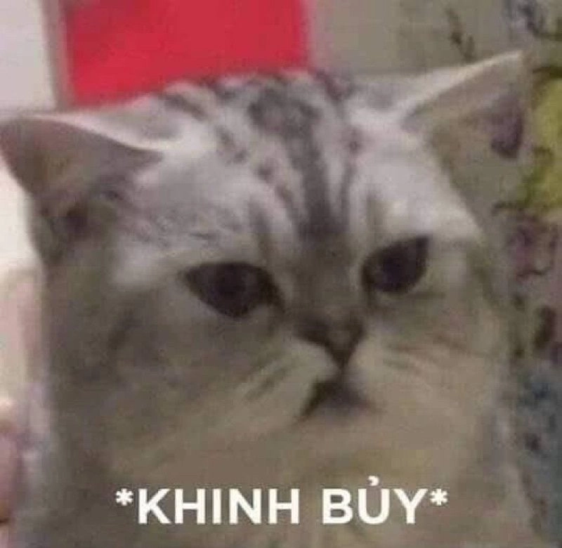 Chia sẻ ngay ảnh mèo cute meme cực hot