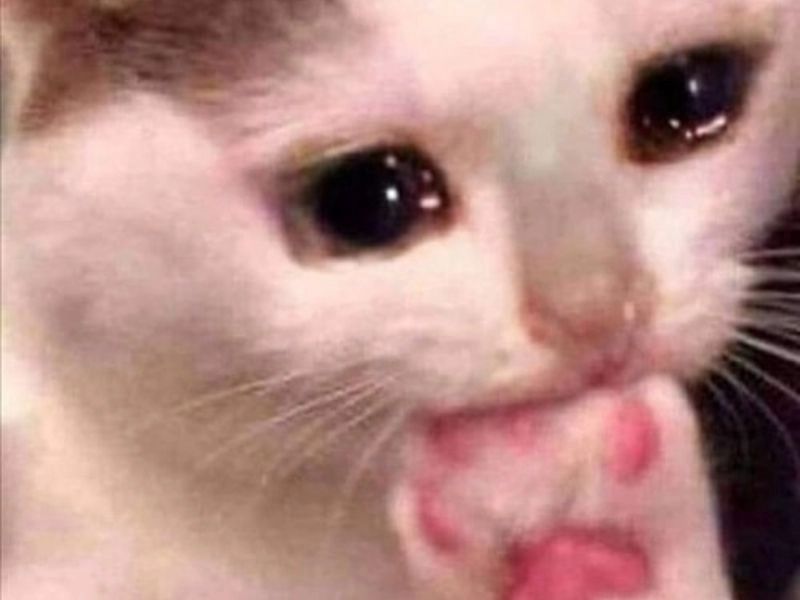Mỗi bức meme mèo cute là một liều vitamin yêu đời