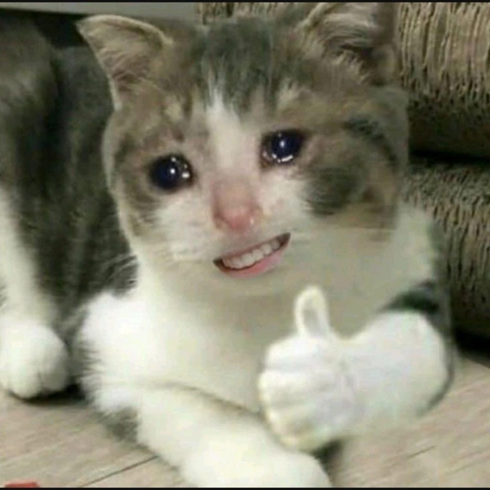 Cười xỉu với những meme ảnh mèo cute độc nhất vô nhị