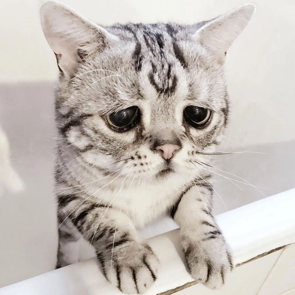 Thả tim lia lịa cho bộ mèo cute meme đáng yêu