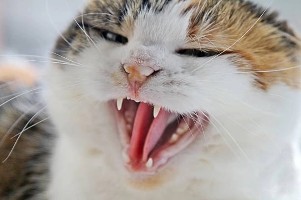 Dễ thương hết cỡ với bộ sưu tập meme mèo cute