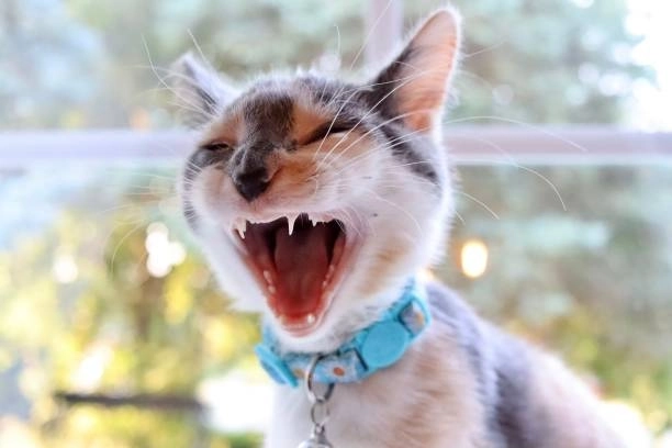 Hài hước kiểu mới với bộ meme bựa độc nhất vô nhị