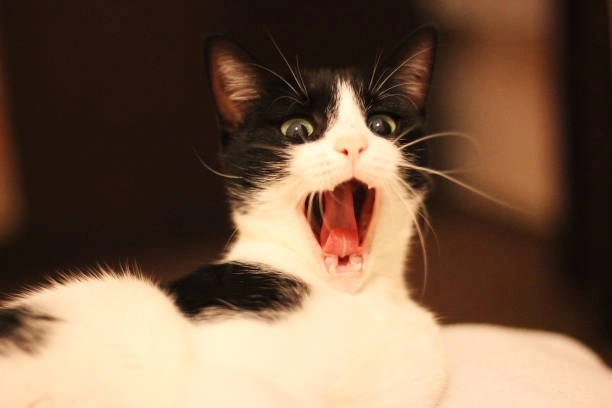 Ngầu lòi với bộ hình meme bựa cực chất