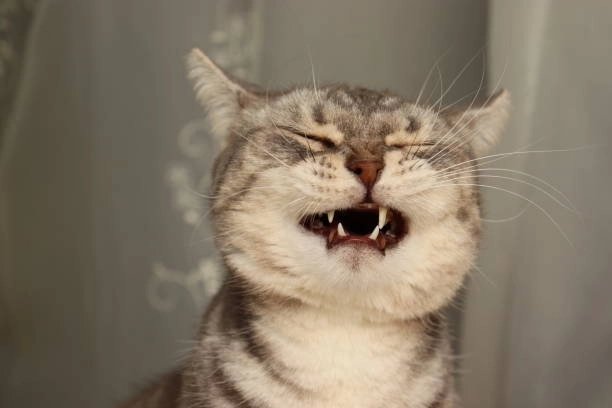 Cảm xúc tràn về với meme mèo đáng yêu