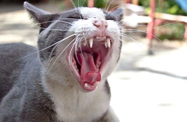 Gặp là yêu ngay mèo cute bựa siêu cấp đáng yêu