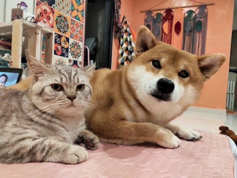 Chó mèo kết hợp cực hài trong meme mèo chó
