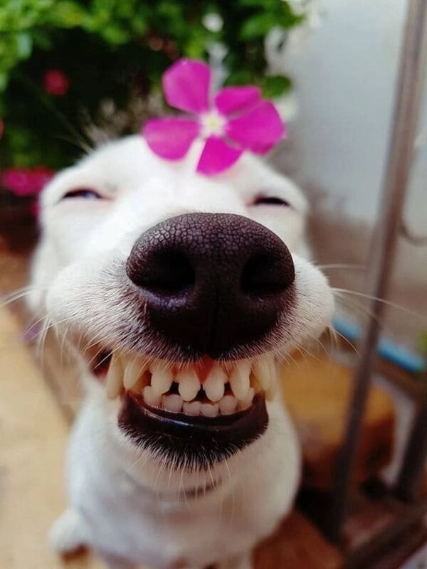 Cưng xỉu với loạt meme chó bựa cực lầy