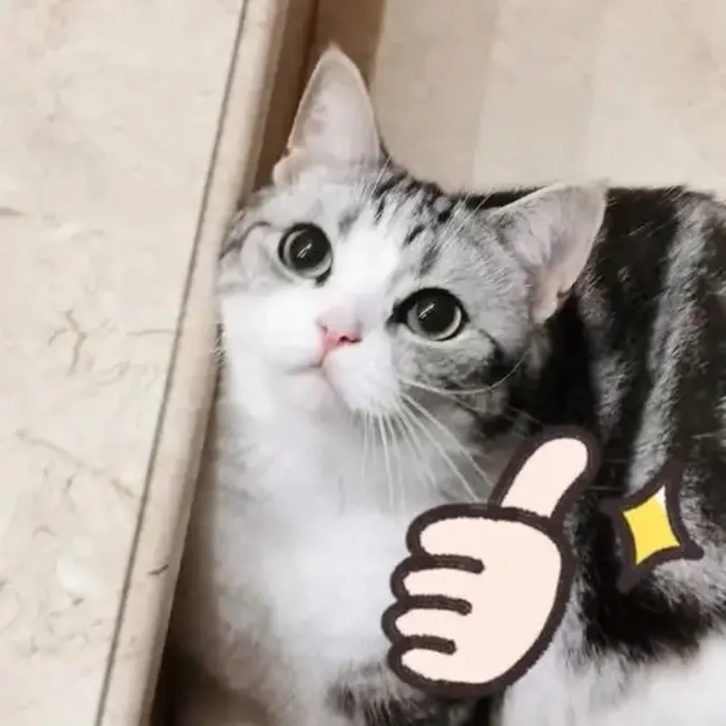 Bựa mà vẫn đáng yêu hết nấc mèo bựa cute