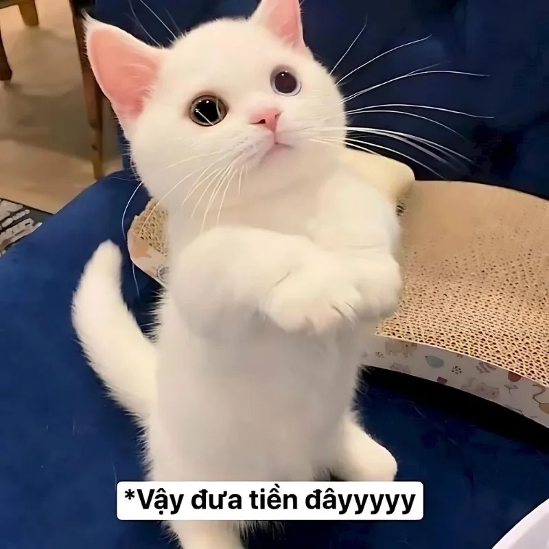 Hài thôi chưa đủ phải là meme hài bựa mới chất