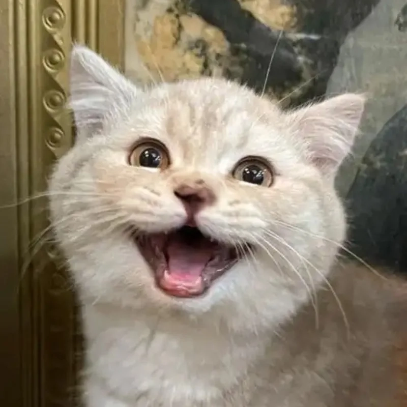 Ngắm là muốn lưu liền ảnh mèo bựa cute