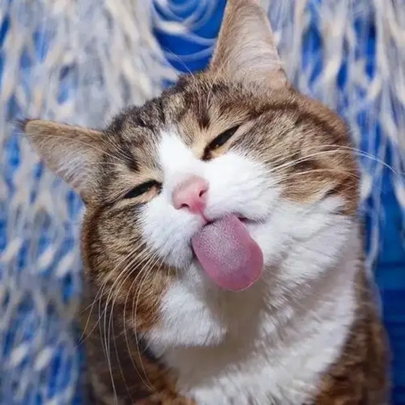 Bộ sưu tập ảnh meme mèo hot nhất hôm nay