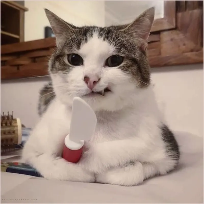 Đừng chọc nó meme con mèo cầm dao đang nổi đóa