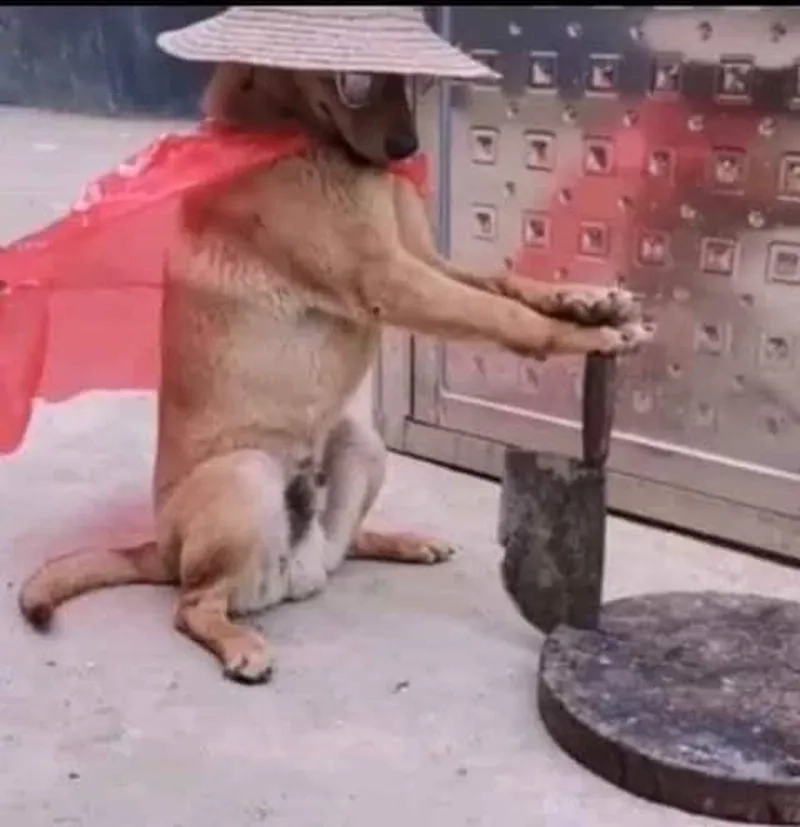 Đừng để bị truy sát bởi meme chó cầm dao